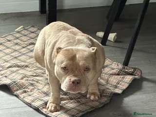 American Bully dogs 5 yearold micro bully - Advert 9