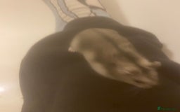 Hamster rodents for sale: Hamster - Image 3