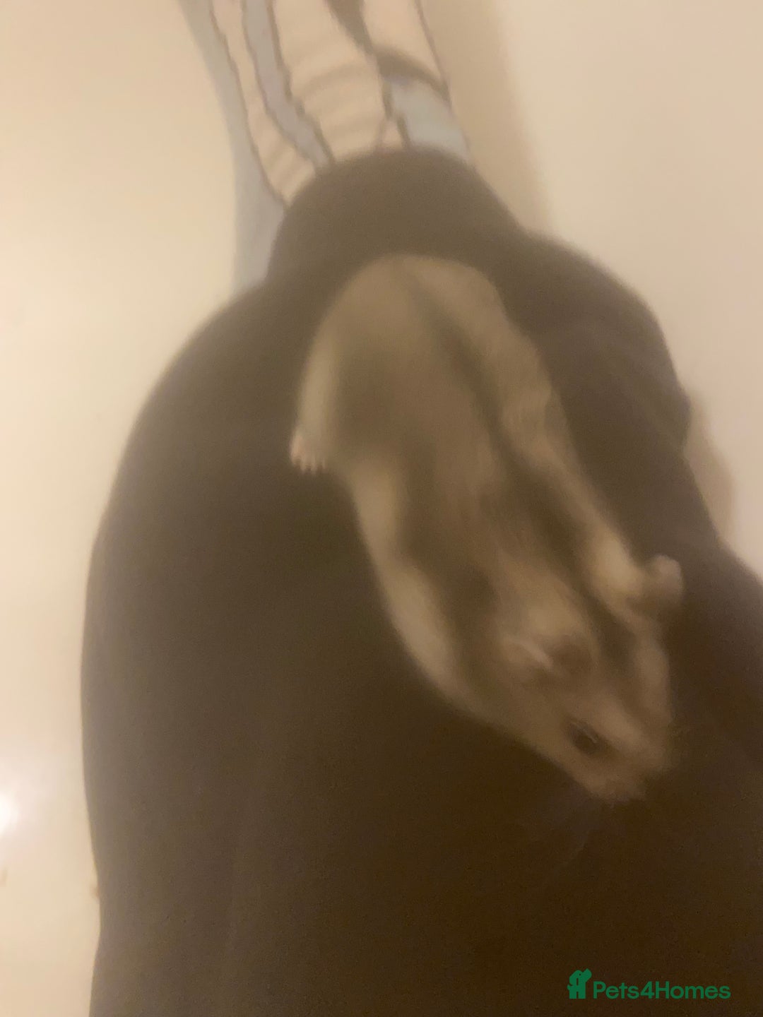 Hamster rodents for sale: Hamster - Image 3