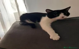 Mixed Breed cats for sale: Meet Tommy (Adoption) FREE - Image 3