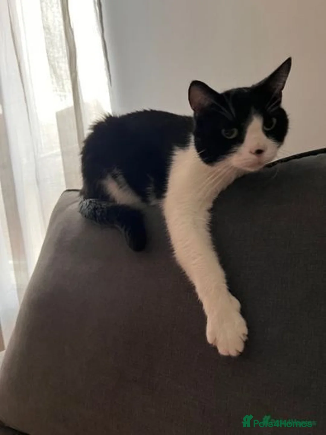 Mixed Breed cats for sale: Meet Tommy (Adoption) FREE - Image 3