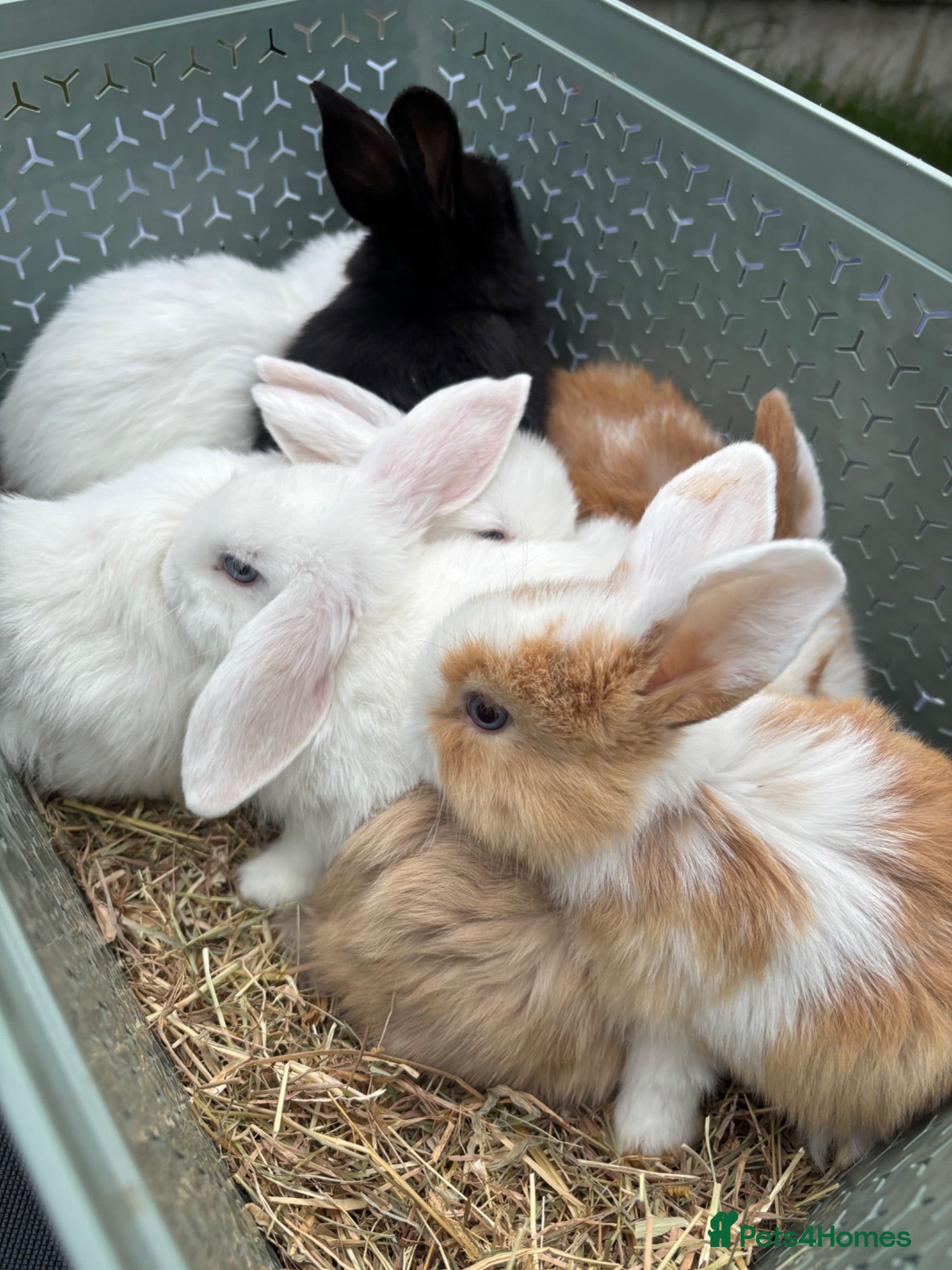 Mini Lop rabbits Pure breed Mini Lops  - Advert 1