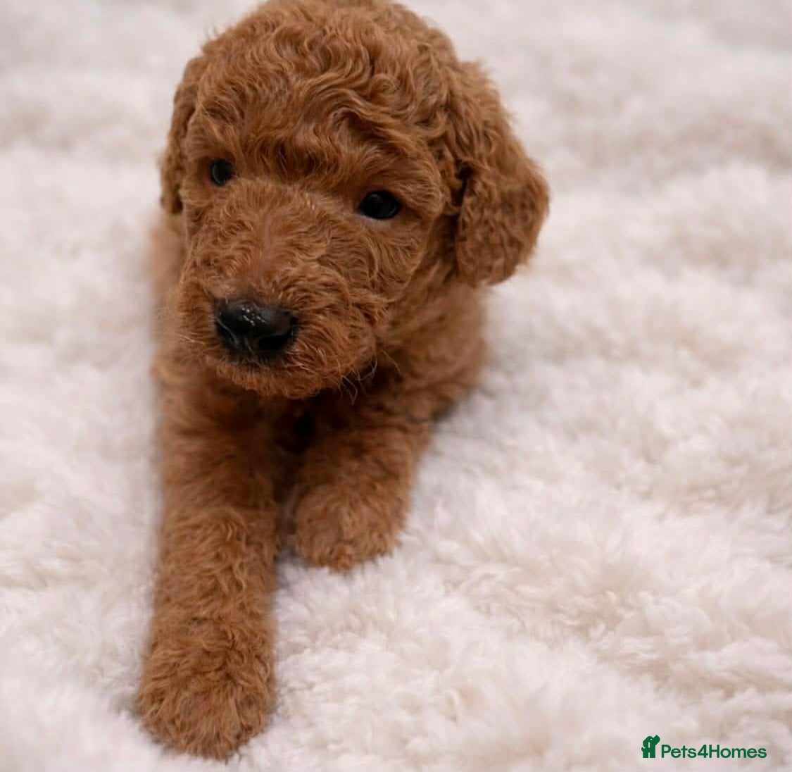 Toy Poodle dogs 🤎🐾 Gorgeous boy puppy available  🤎🐾 - Advert 13