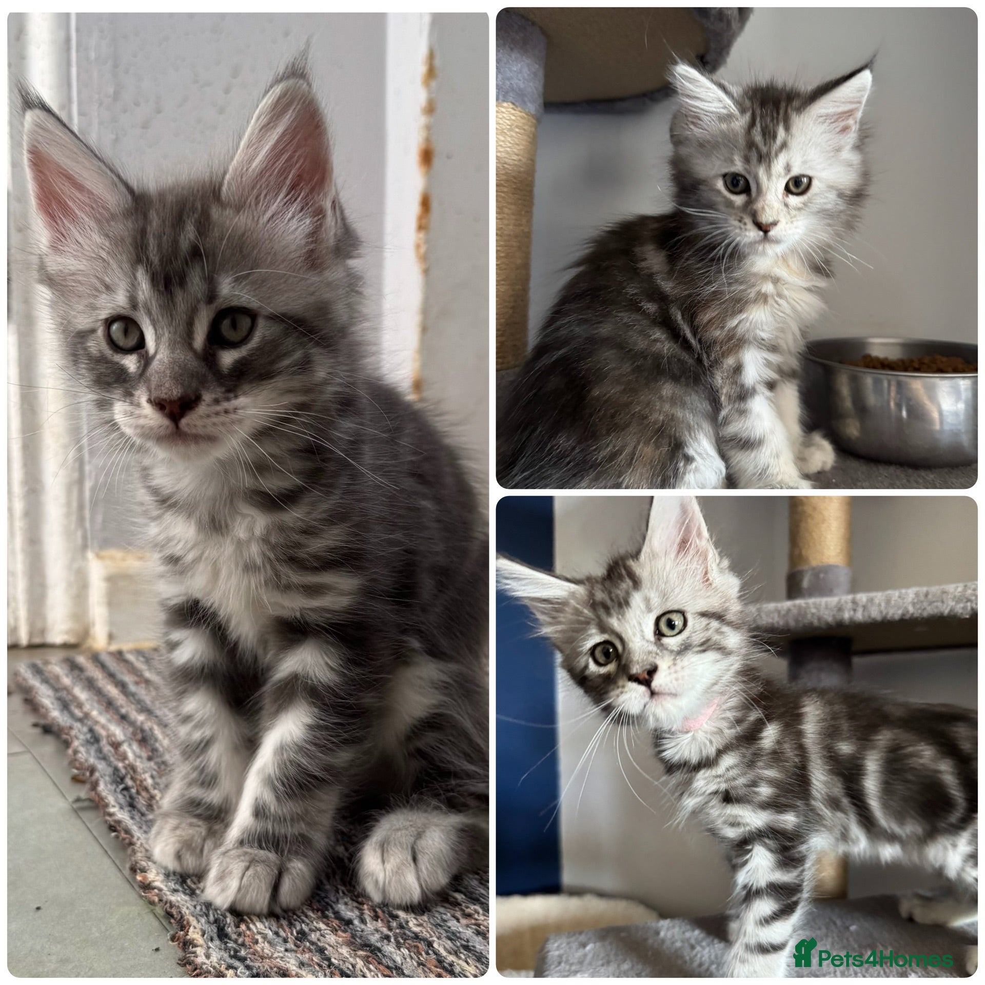 Maine Coon cats Maine Coon Kittens - 2 Girls and 1 Boy - Ready Now - Advert 13