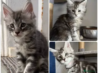 Maine Coon cats Maine Coon Kittens - 2 Girls and 1 Boy - Ready Now - Advert 13