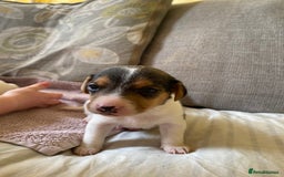 Jack Russell dogs for sale: 3 gorgeous male Jack Russells - Image 5