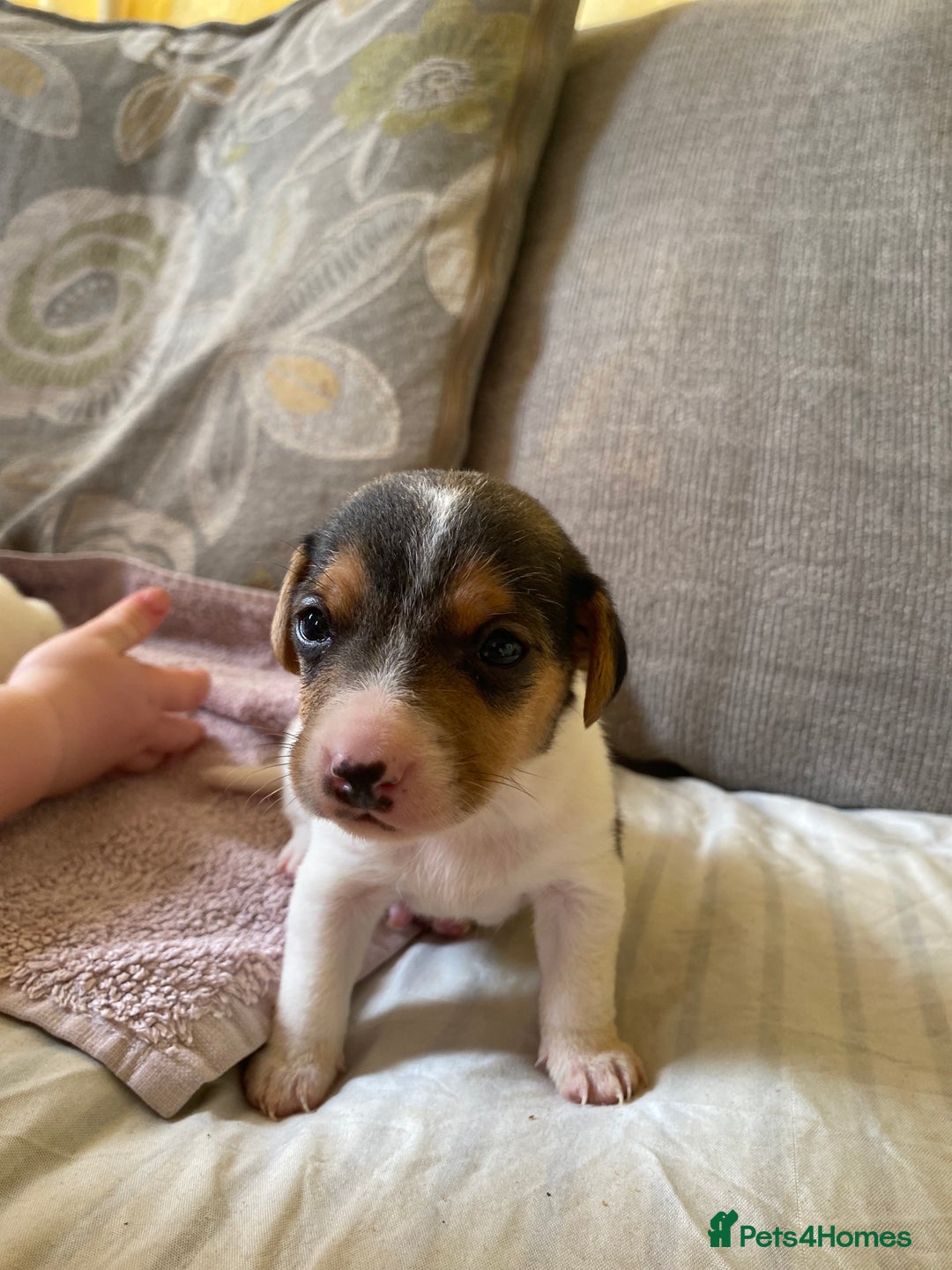 Jack Russell dogs for sale: 3 gorgeous male Jack Russells - Image 5