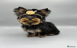 Yorkshire Terrier dogs for sale: Tiny Boys !!! Pedigrees !!! in Coventry - Image 5