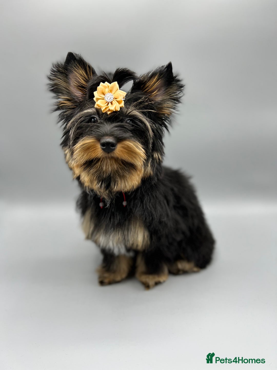 Yorkshire Terrier dogs for sale: Tiny Boys !!! Pedigrees !!! in Coventry - Image 5