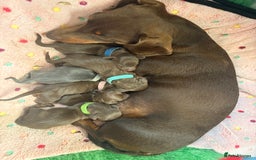 Miniature Dachshund dogs for sale: Miniature dachshund puppies  - Image 6