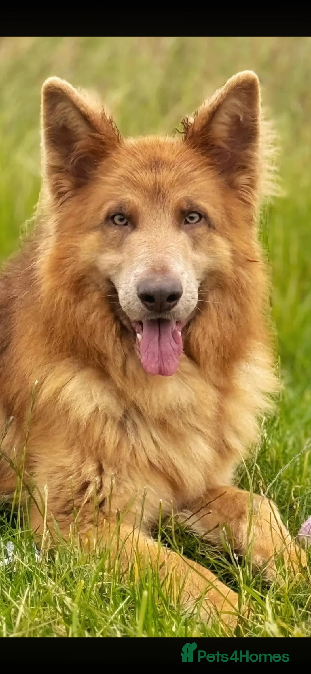 German Shepherd dogs for stud: Isabella german shepherd stud dog  - Advert 11