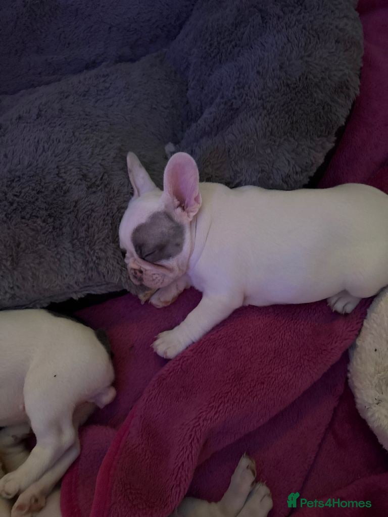 French Bulldog dogs Stunning French Bulldog Puppies for Sale - Advert 1