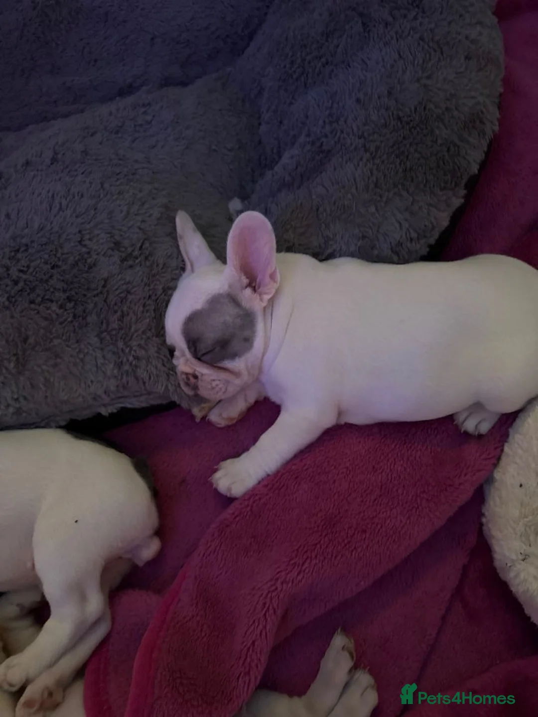 French Bulldog dogs for sale: Stunning French Bulldog Puppies for Sale - Advert 1