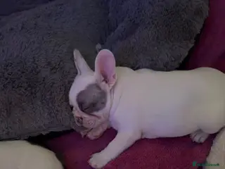 French Bulldog dogs Stunning French Bulldog Puppies for Sale - Advert 1