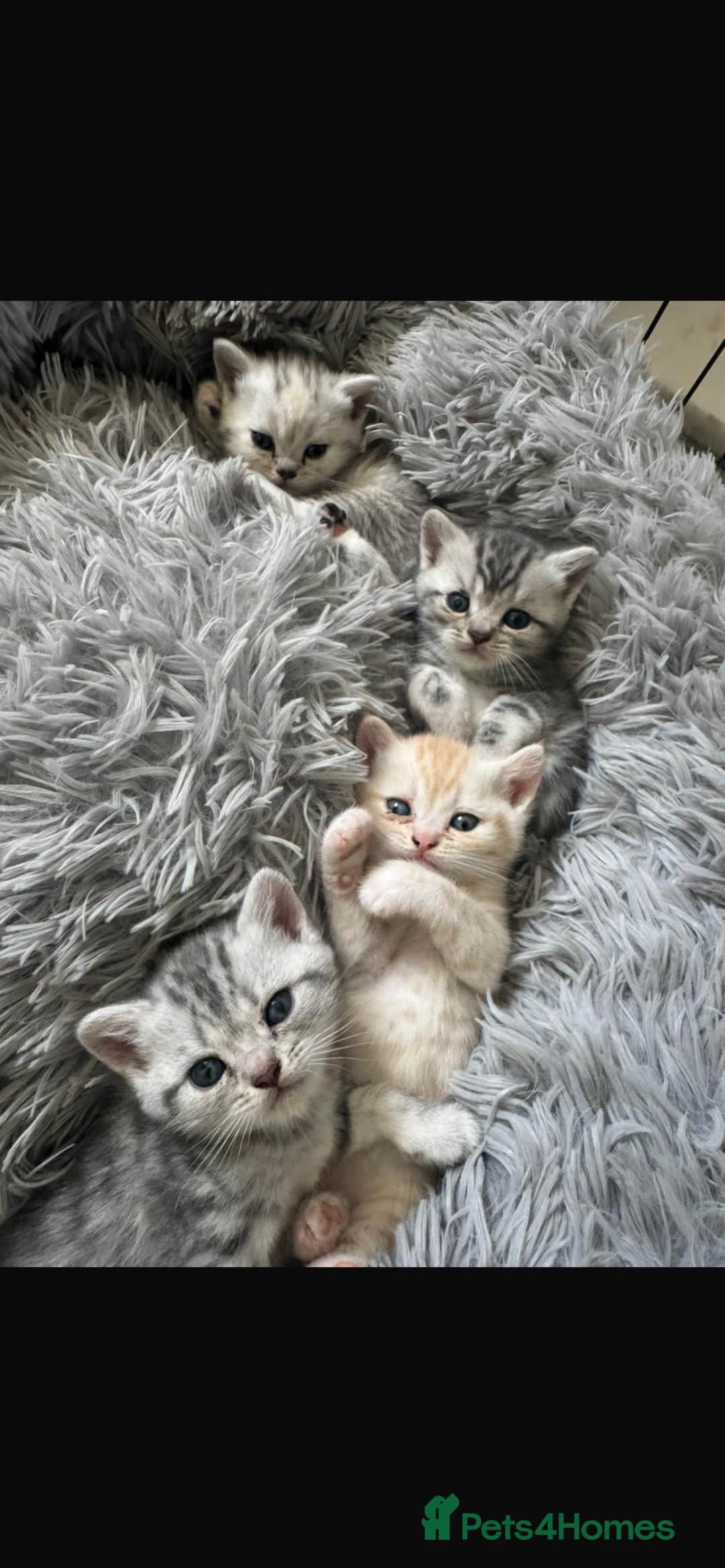 British Shorthair cats for sale: Last Chunky Golden Boy  ❤️ - Image 14