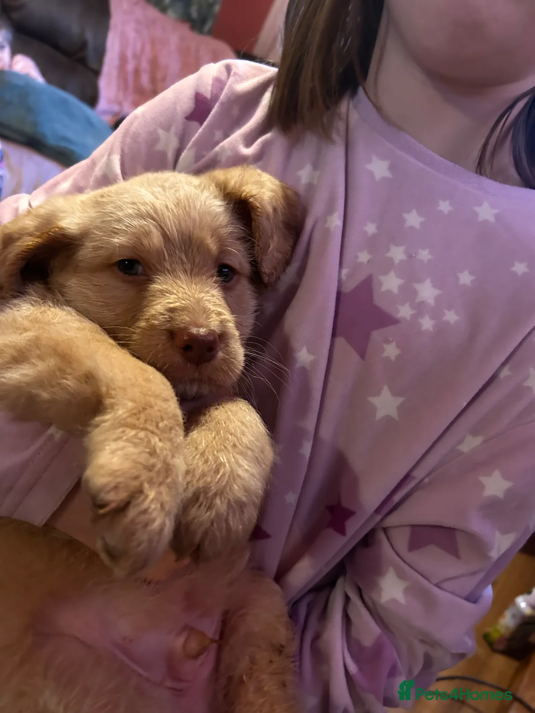 Mixed Breed dogs for sale: Labrador X Sproodle - Advert 18