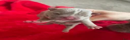 Mixed Breed dogs for sale: Pocket bully puppies  in Stoke-on-Trent - Advert 4
