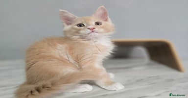 Maine Coon cats - Advert 2