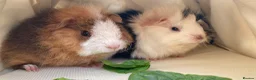 Guinea Pig rodents for sale: Bonded teddy x Abyssinian males - Advert 3