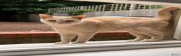 British Shorthair cats for sale: Sought after cream kittens - Advert 12