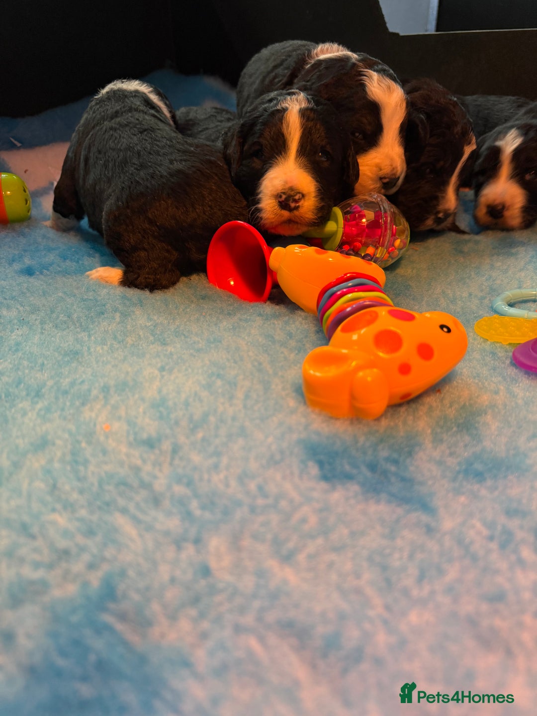 Bernedoodle dogs for sale: 💙Medium Sized Chunky Bernedoodles🩷 - Advert 10