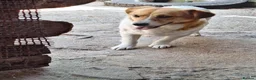 Mixed Breed dogs for adoption: 🧡🐾 LALA – A SENSITIVE GIRL FOR A LOVING HOME🐾🧡 in Nottingham - Advert 13
