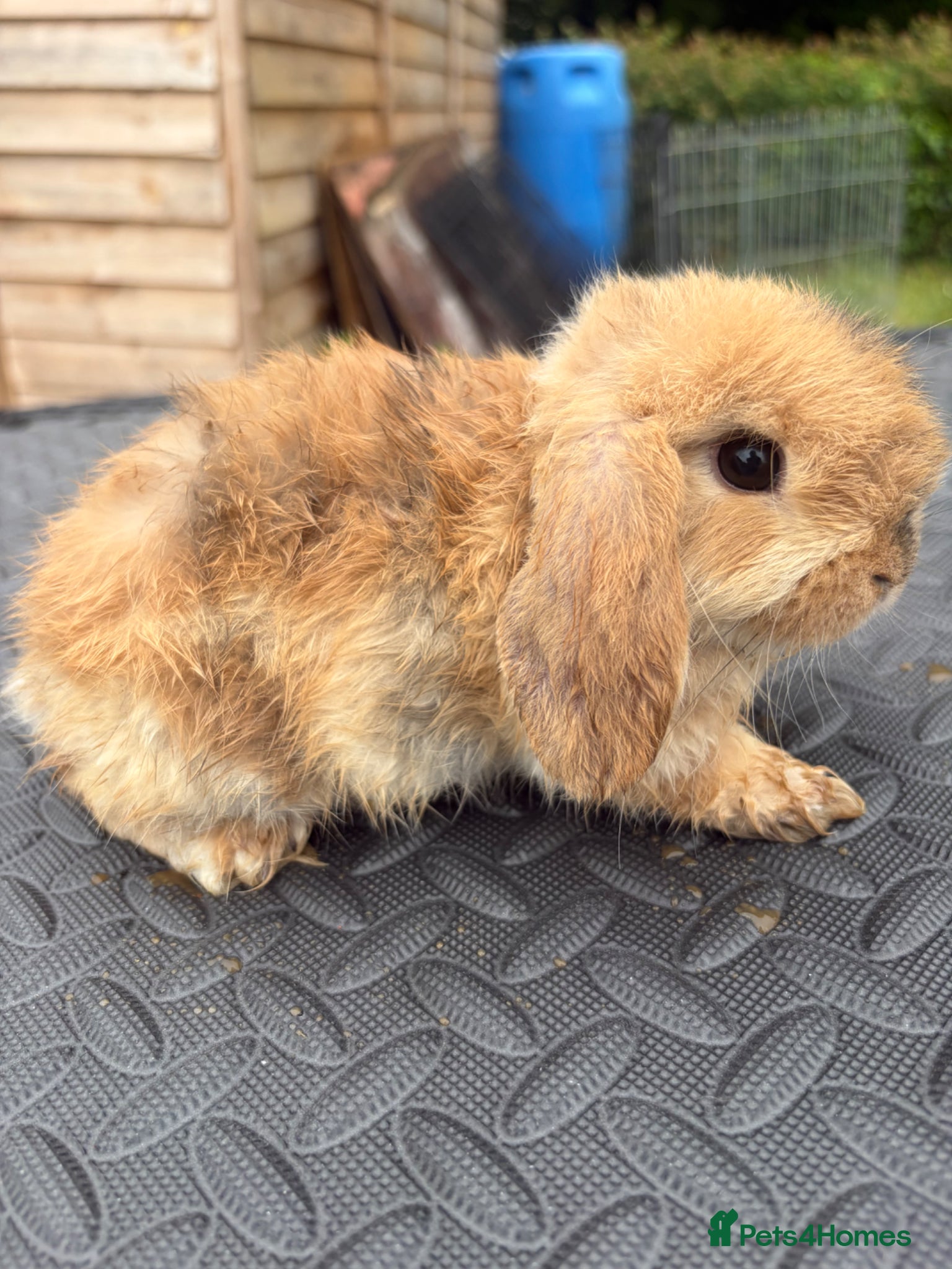 Mini Lop rabbits for sale: Mini Lops for sale  - Advert 7