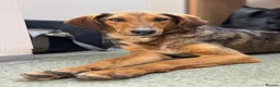 Mixed Breed dogs for adoption: Gentle | Sweet | Dog Loving | Foodie - Advert 8