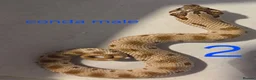 Snake reptiles for sale: Western hognoses babies - Advert 9