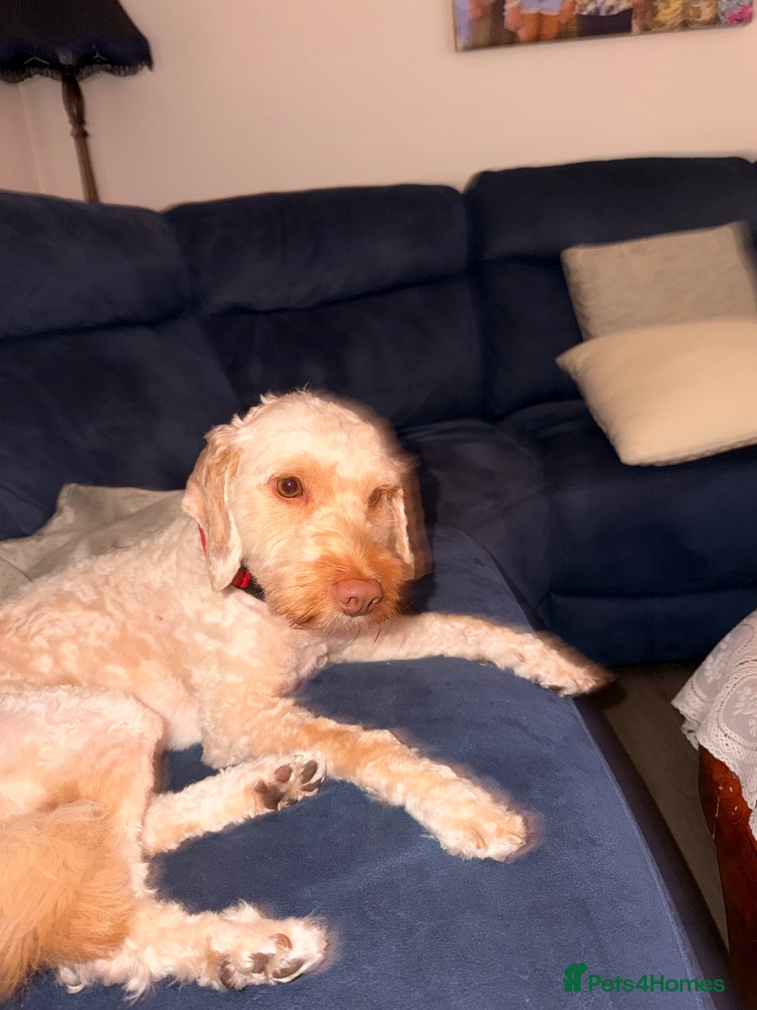 Cockapoo dogs for sale: Hypoallergenic boy cockapoo fully trained  - Image 4