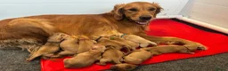 Golden Retriever dogs for sale: KC Registered Dark Red Golden Retriever Puppies - Advert 1