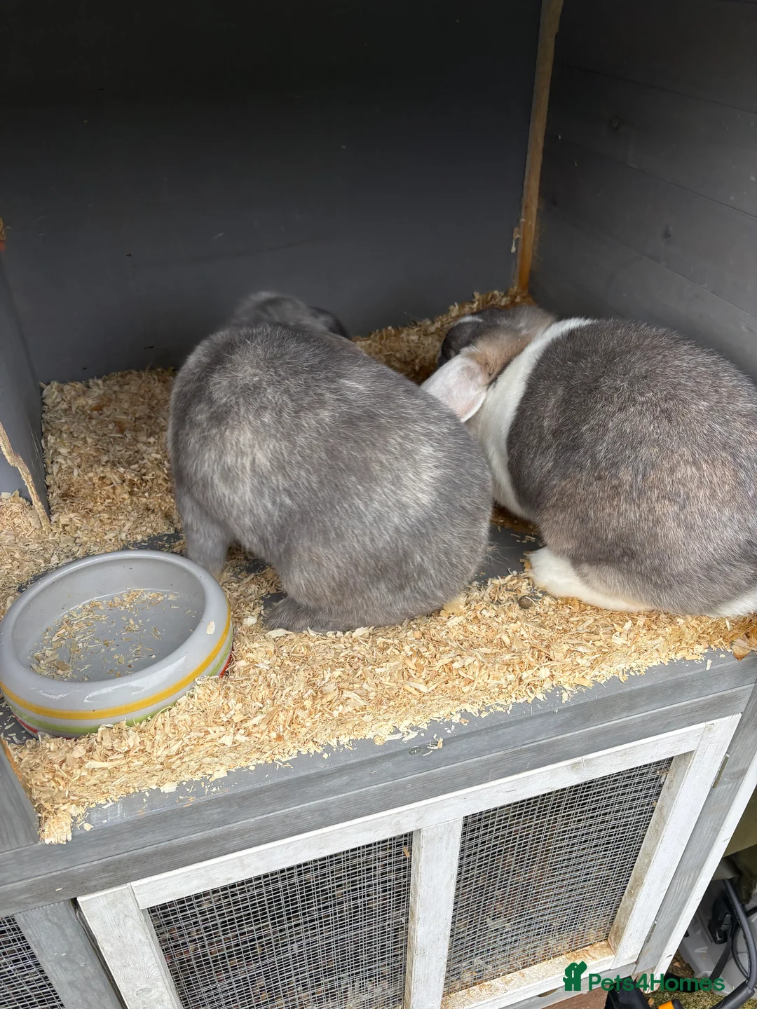 English rabbits for sale: Two female rabbits to be rehomed - Advert 3