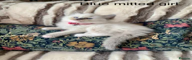 Ragdoll 1
