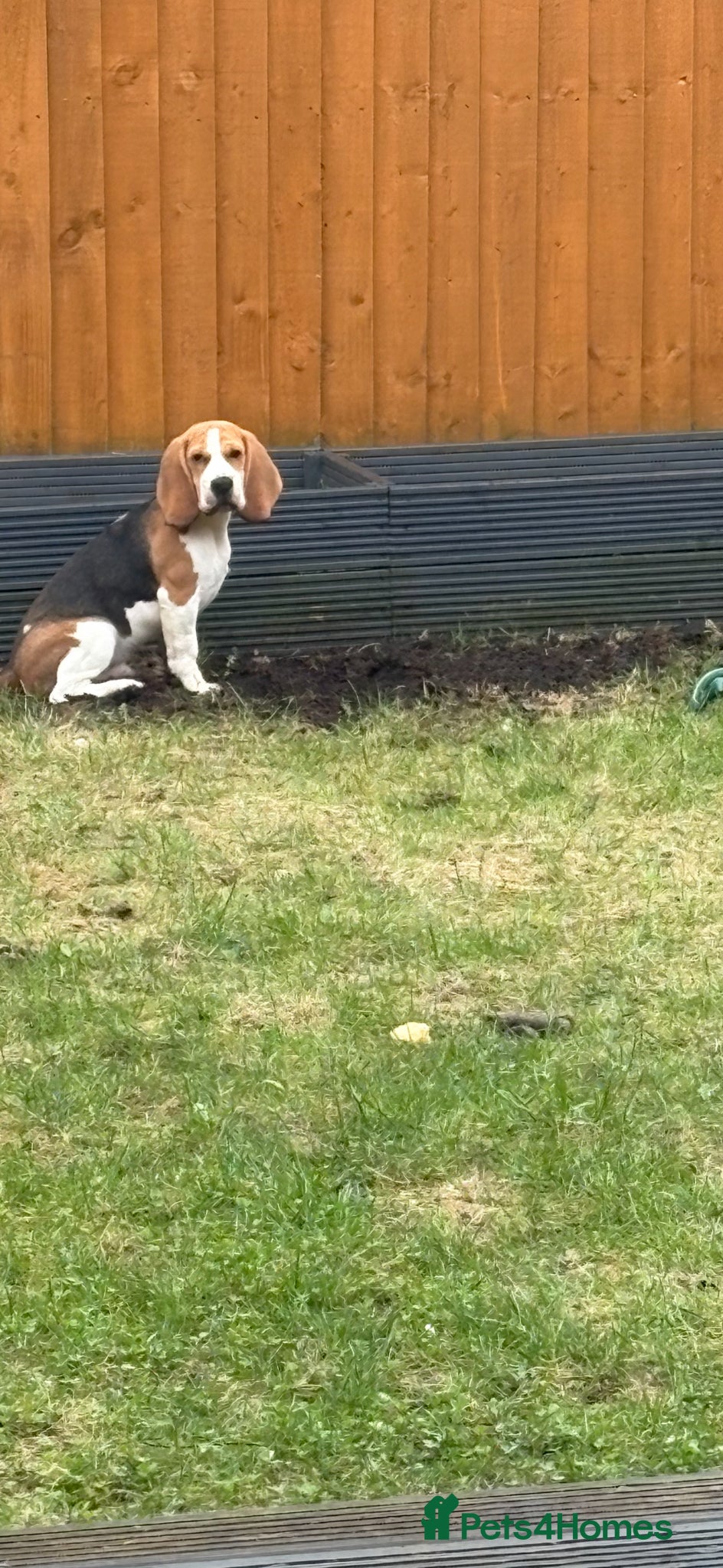Beagle dogs Everybody meet Sully.  - Advert 6