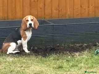 Beagle dogs Everybody meet Sully. - Advert 3