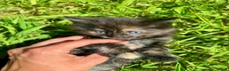 Mixed Breed cats for sale: 4 Fluffy kittens are ready to go  - Advert 14