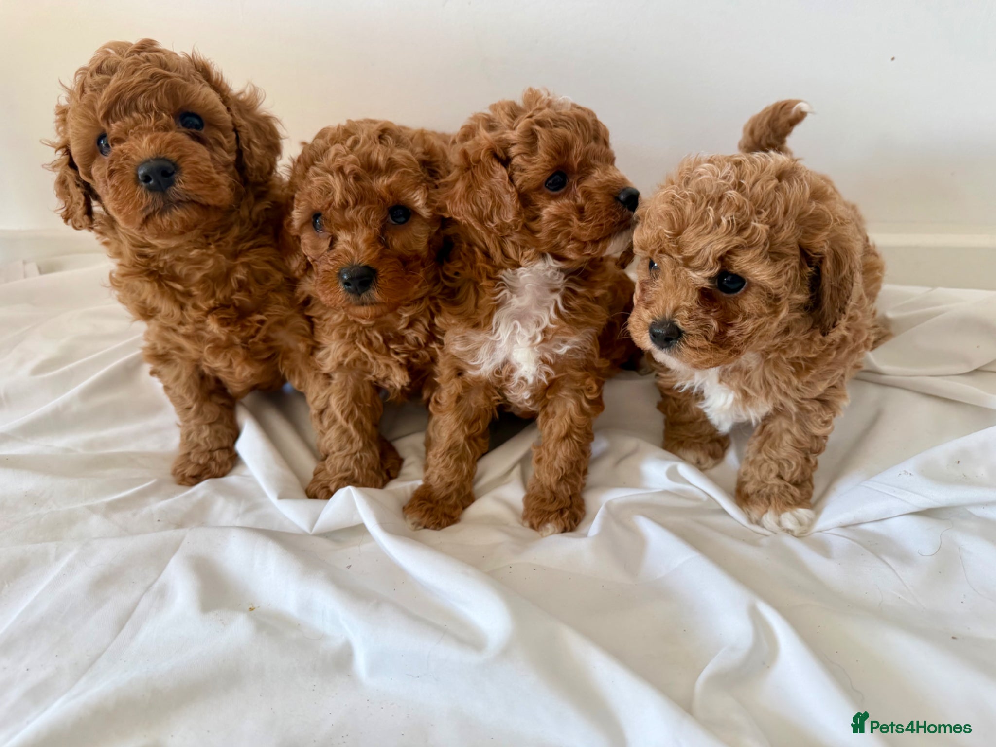 Cavapoochon dogs Toy cavapoochon puppies ready now  - Advert 6