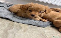 Mixed Breed dogs for sale: Dachshund/frenchie  - Image 7