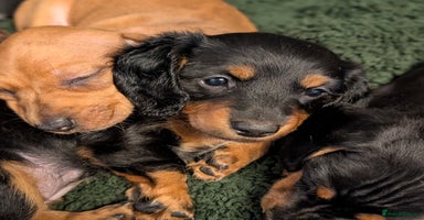 Miniature Dachshund dogs - Advert 4