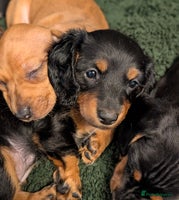 Miniature Dachshund dogs - Advert 4