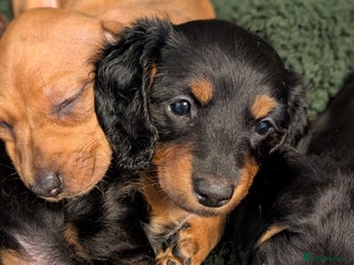 Miniature Dachshund dogs - Advert 23