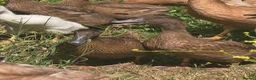 Ducks poultry for sale: Khaki Campbell growers - Advert 3