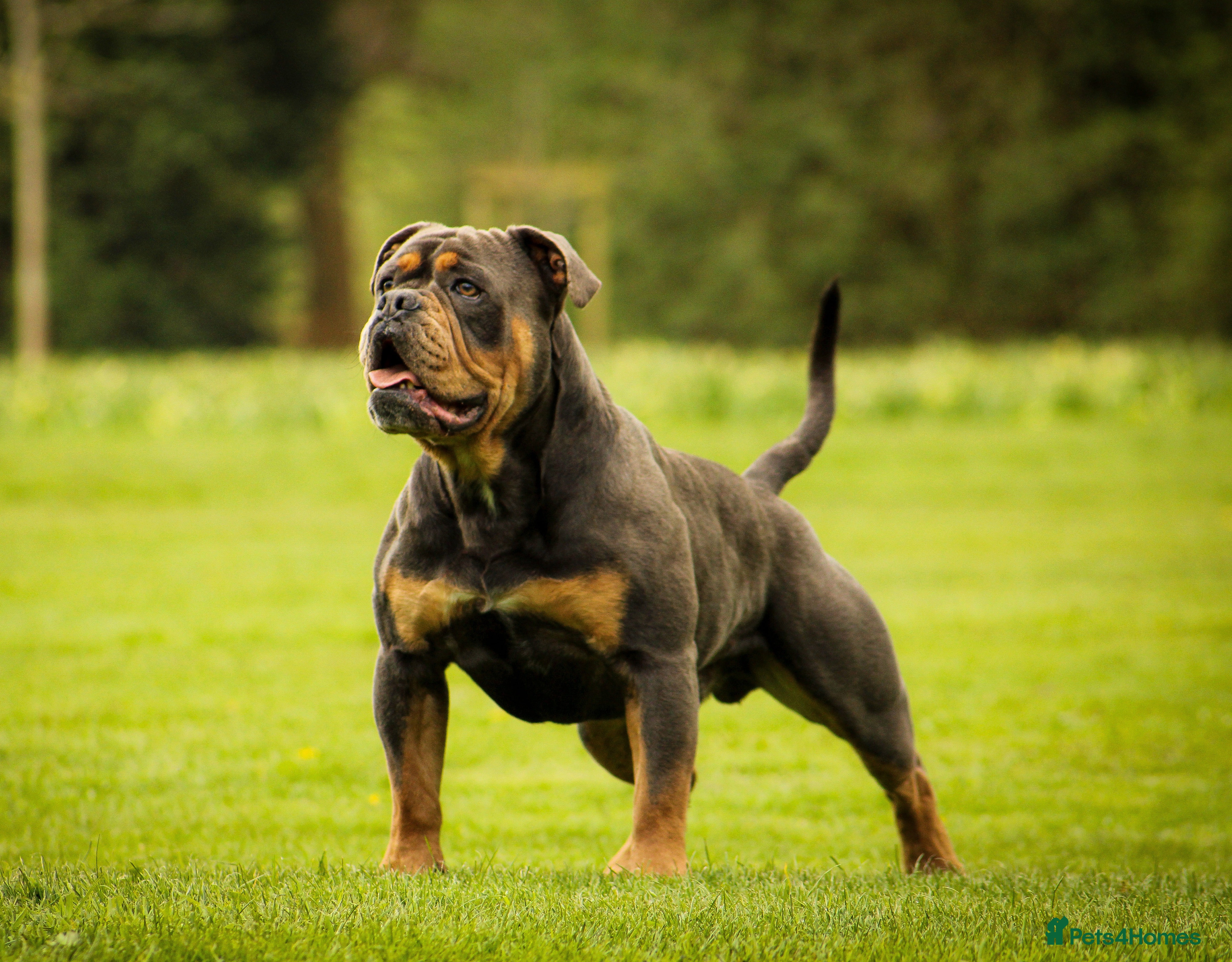 Olde English Bulldogge dogs 🏆SPIKE🏆 NEBBR Champion Olde English Bulldog in Nottingham - Advert 4