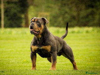 Olde English Bulldogge dogs in Nottingham - Advert 7