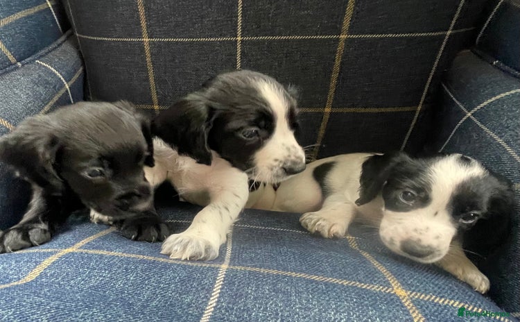 Cocker Spaniel dogs - Advert 3