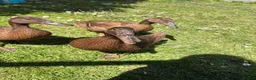 Ducks poultry for sale: 3 female khaki Campbell ducks  - Advert 2