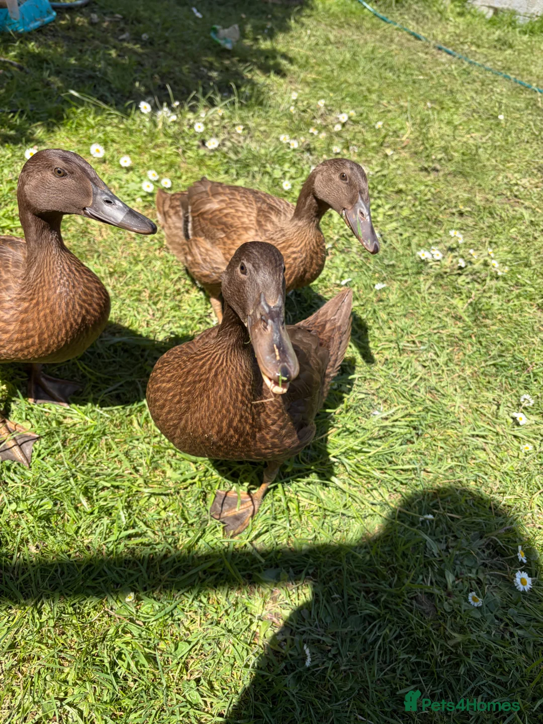 Ducks poultry for sale: 3 female khaki Campbell ducks  - Advert 2