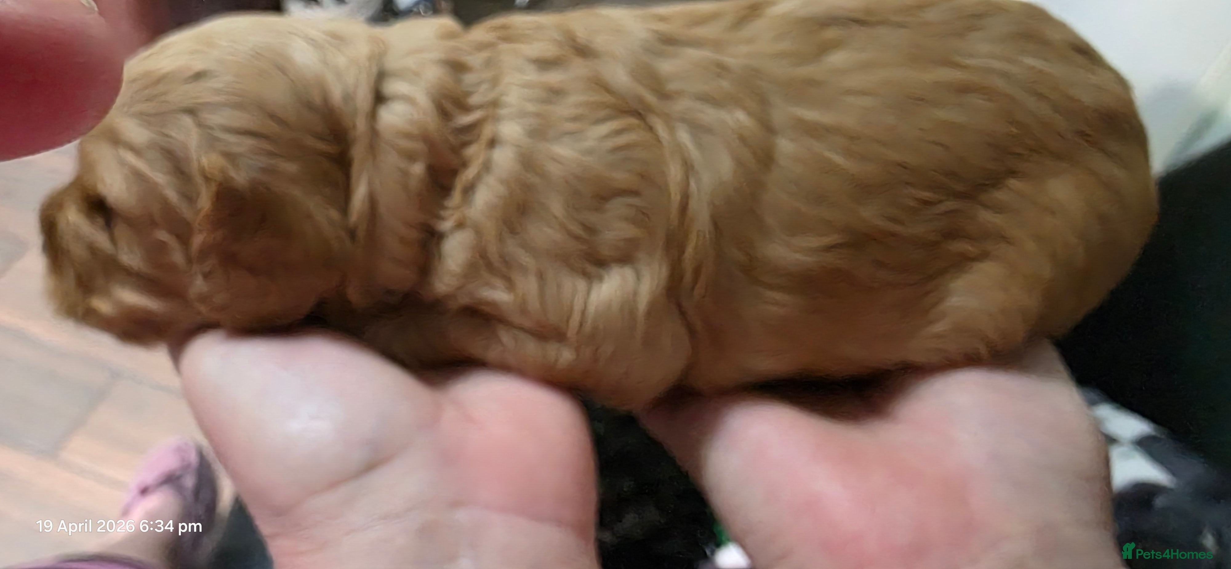 Cockapoo dogs for sale: Vet Health checked Cockapoo Puppies - Advert 22