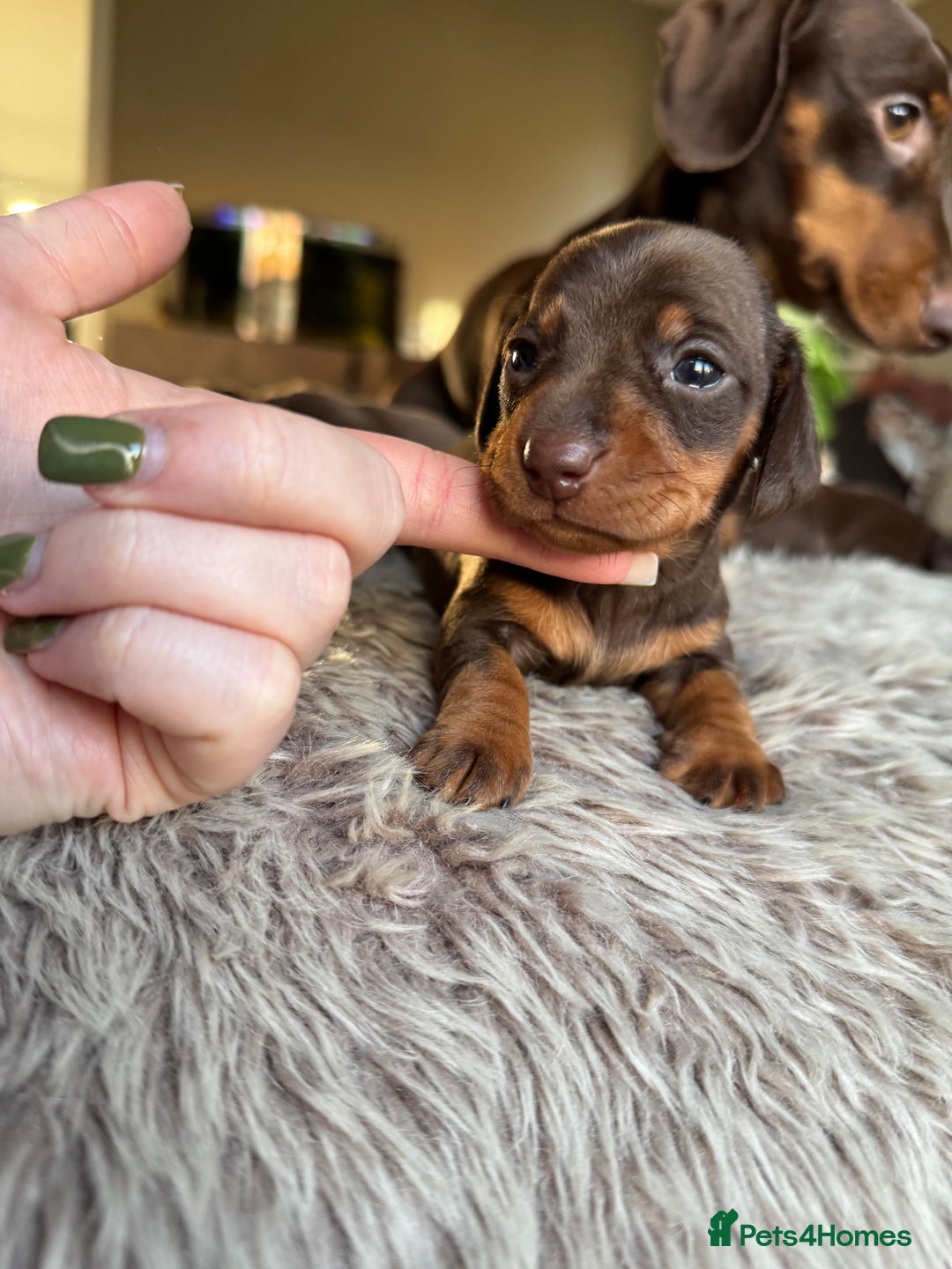 Miniature Dachshund dogs for sale: True Miniature Dachshund Puppies - Advert 16