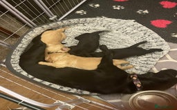 Cockerdor dogs for sale: Cocker Retriever aka Cockerdor bundles of joy - Advert 7